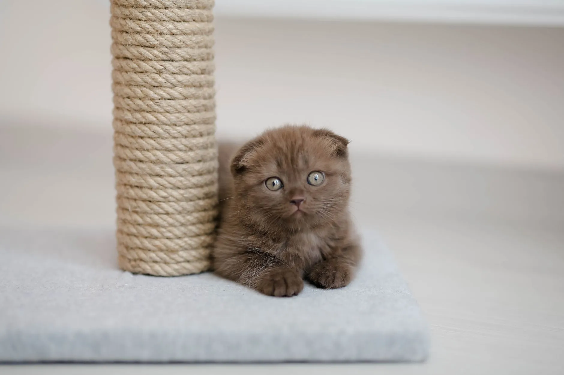 arbre à chat