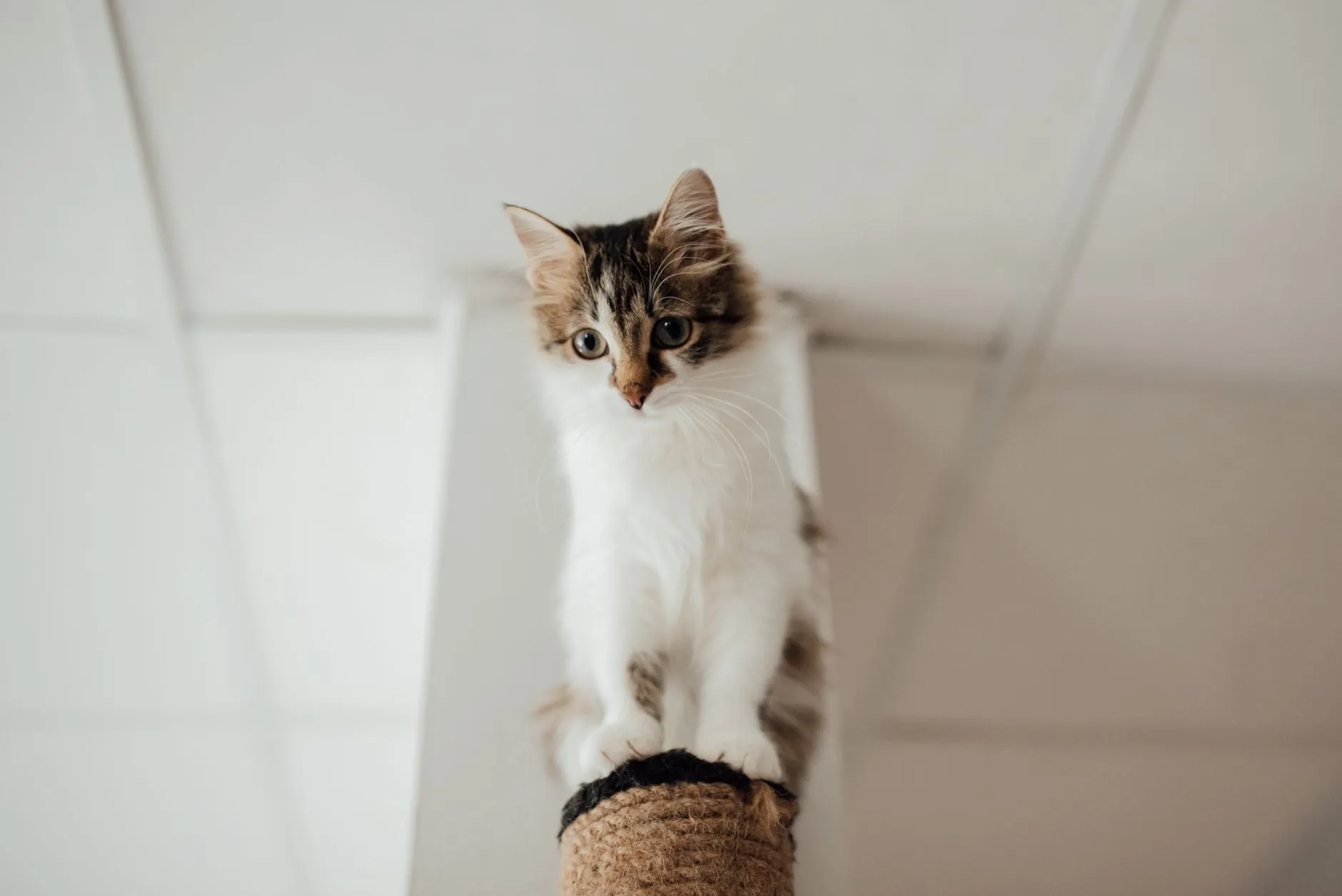 arbre à chat