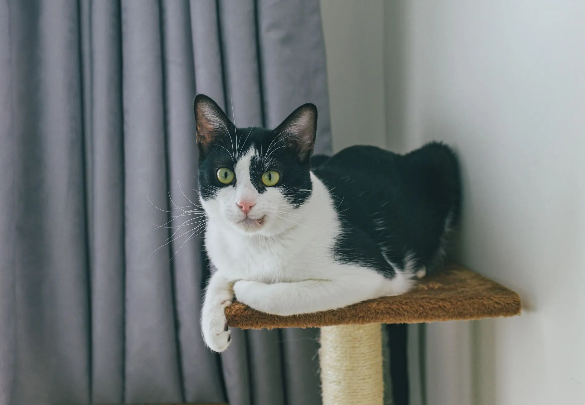 arbre à chat