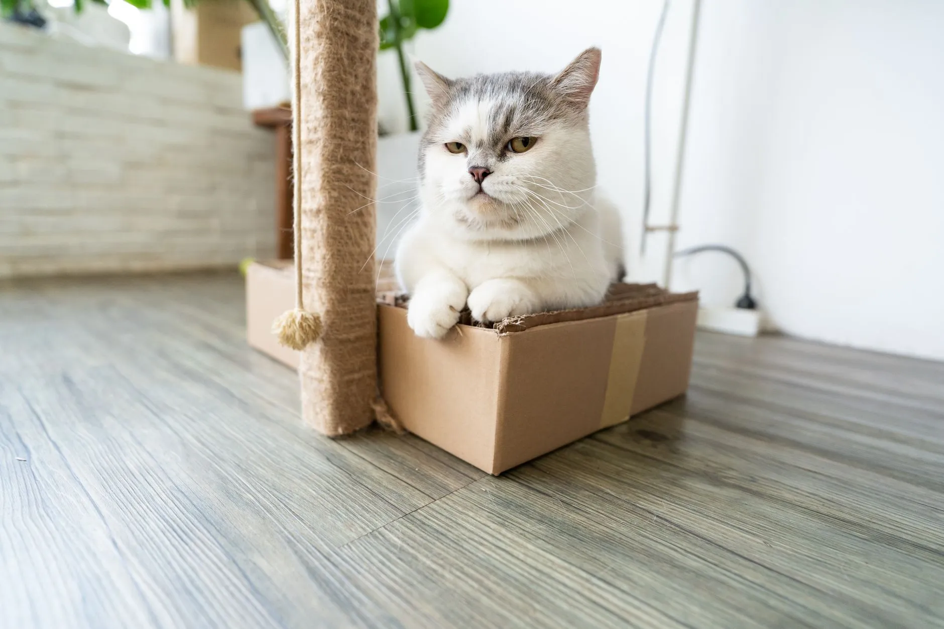 arbre à chat