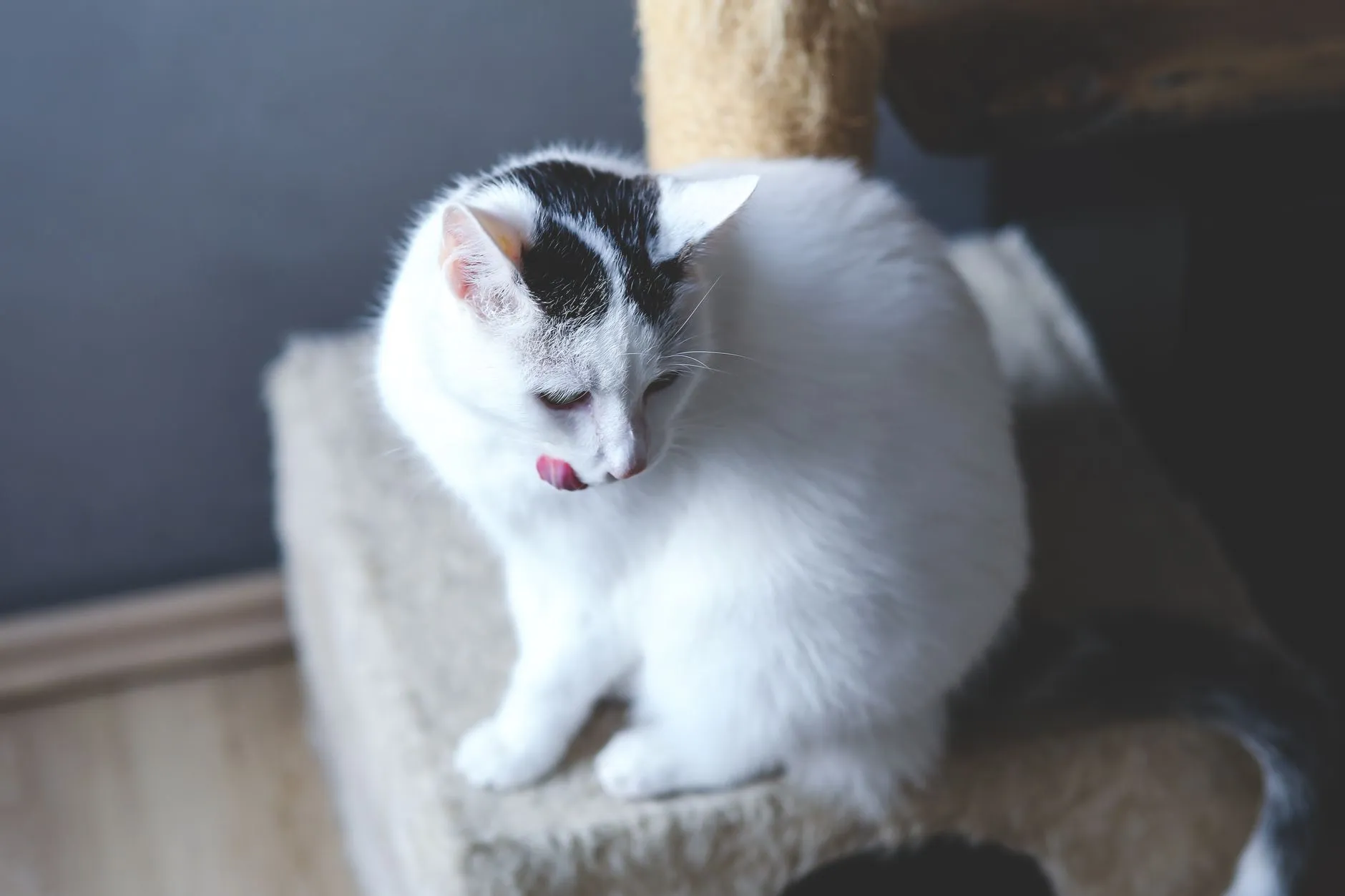 arbre à chat