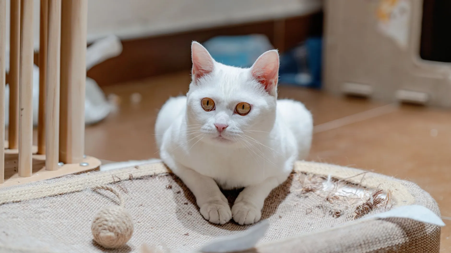 chat griffant la moquette