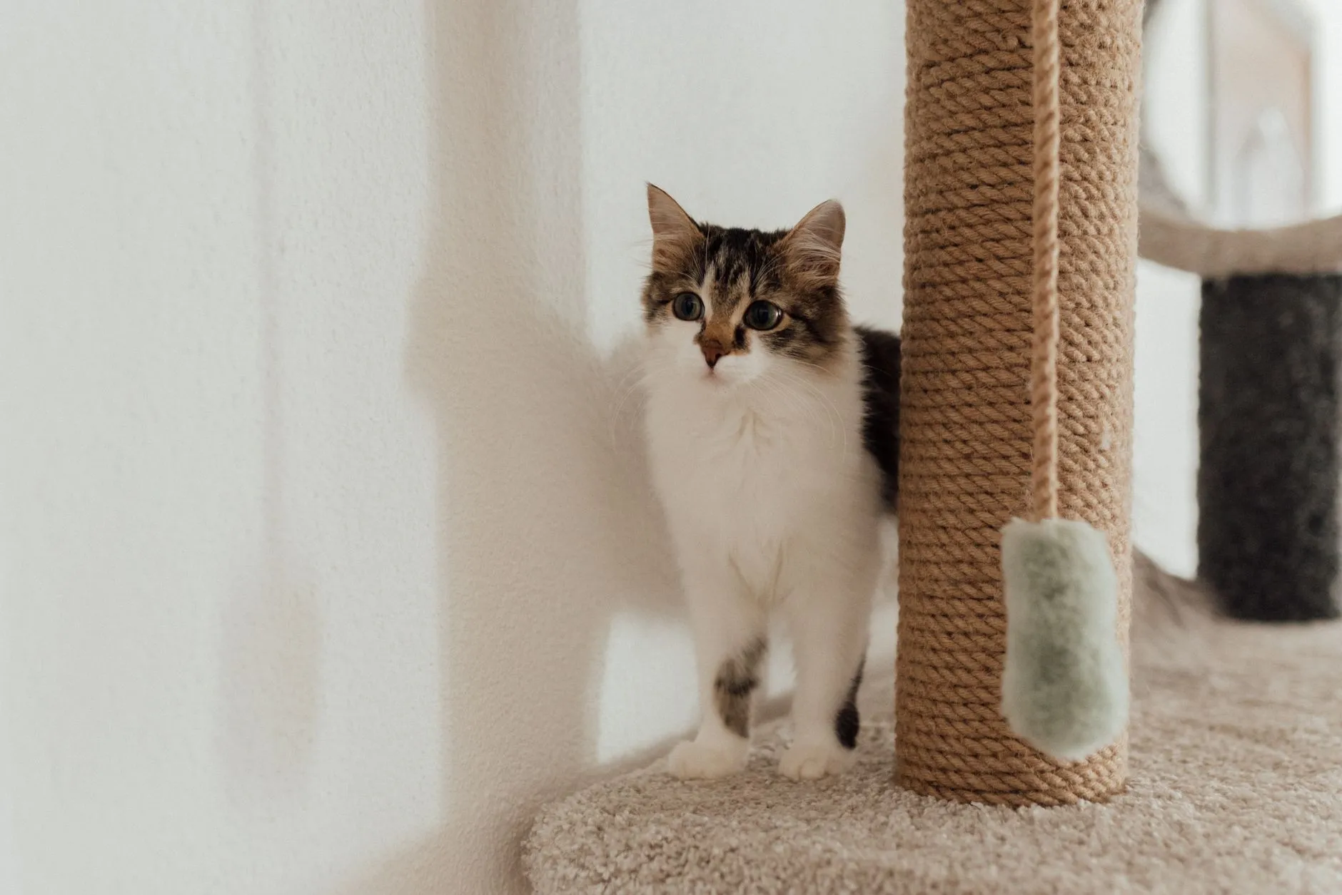 arbre à chat