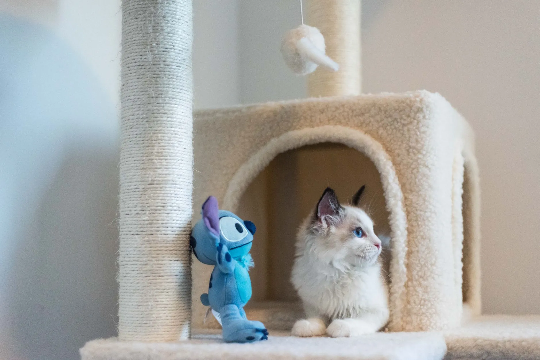 arbre à chat