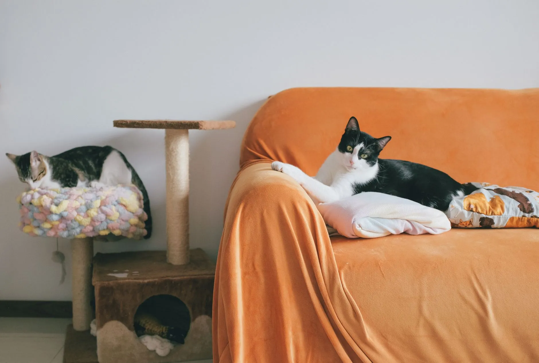 arbre à chat dans la chambre