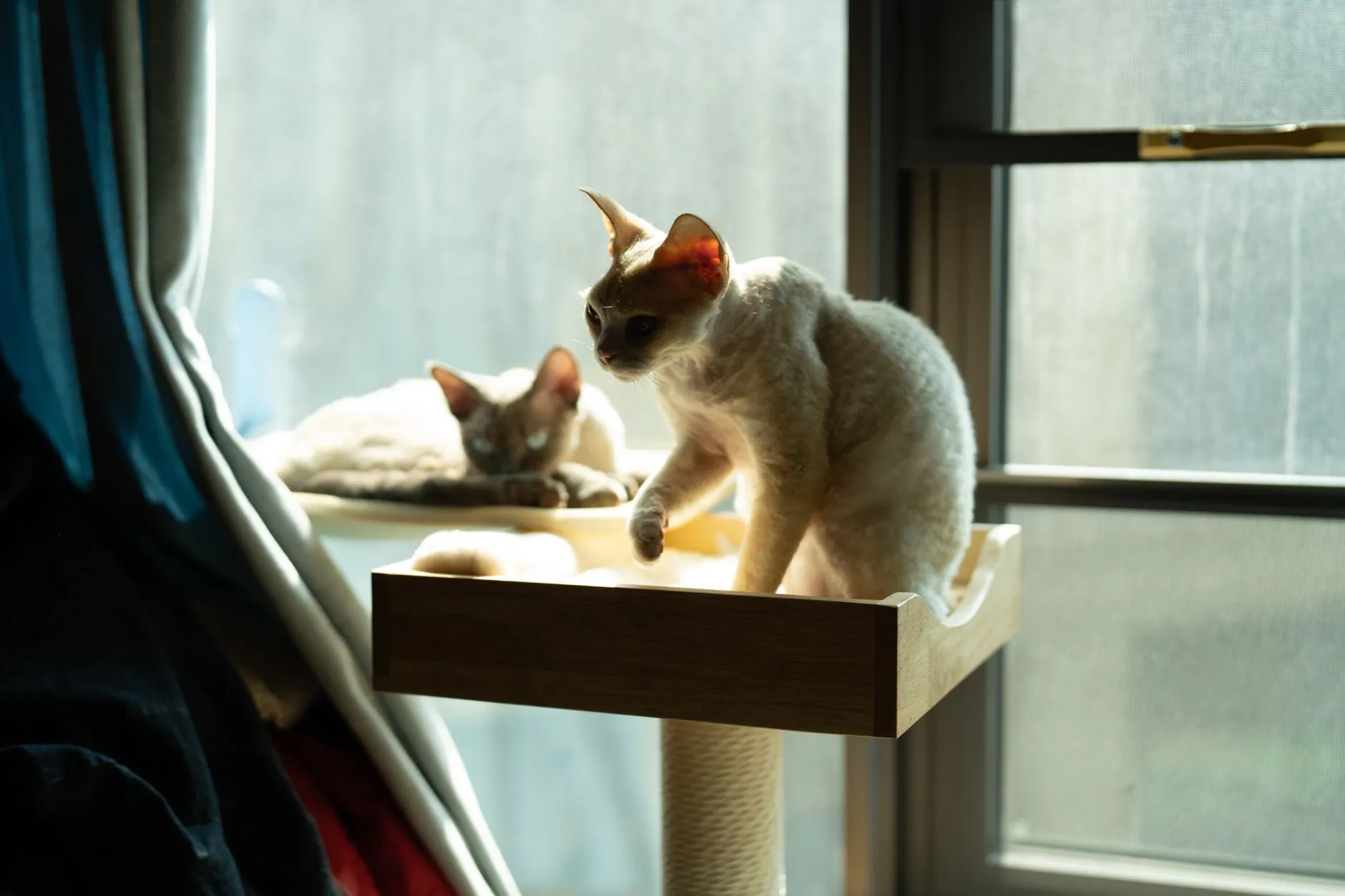 arbre à chat haut