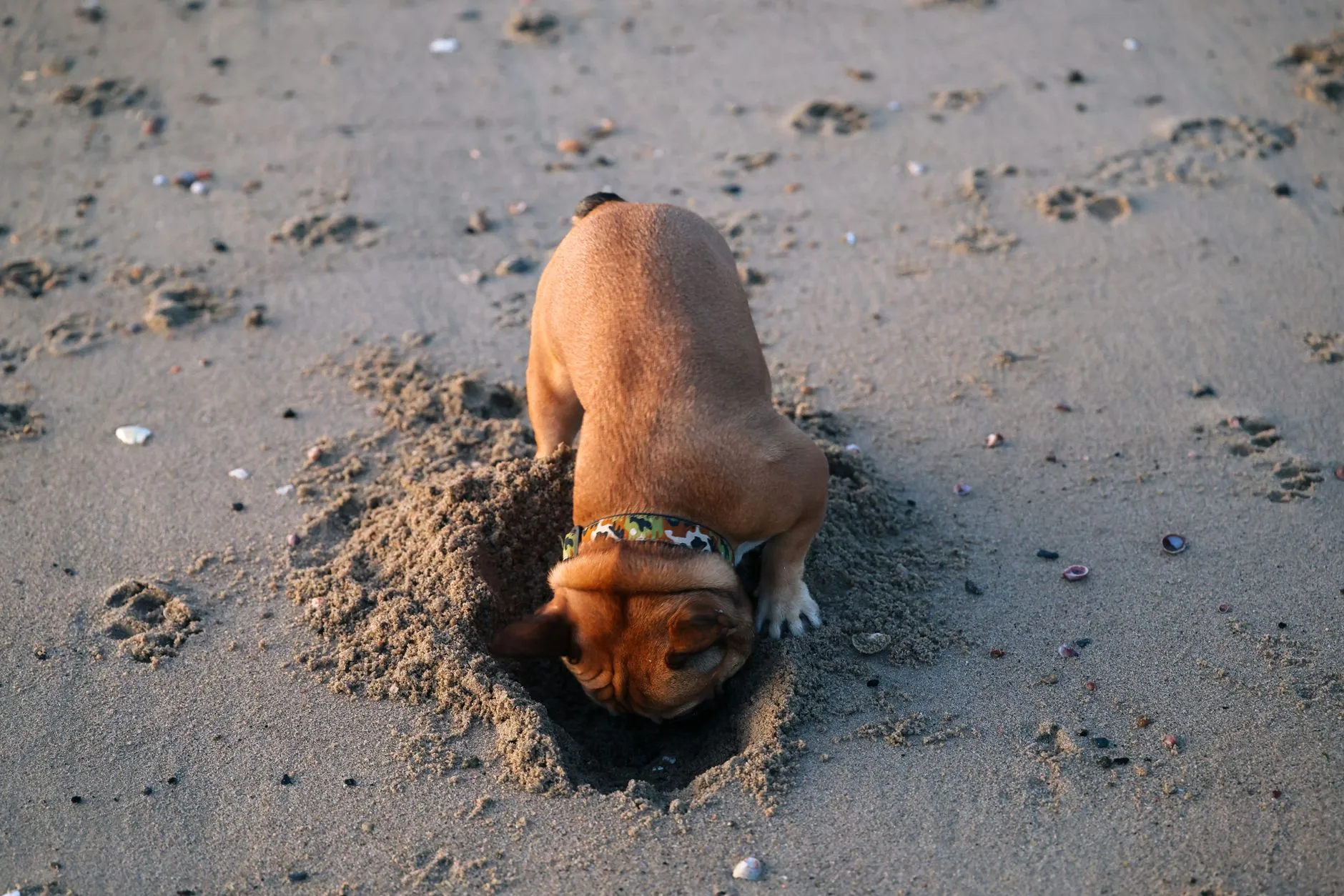 chien fouillant sa gamelle