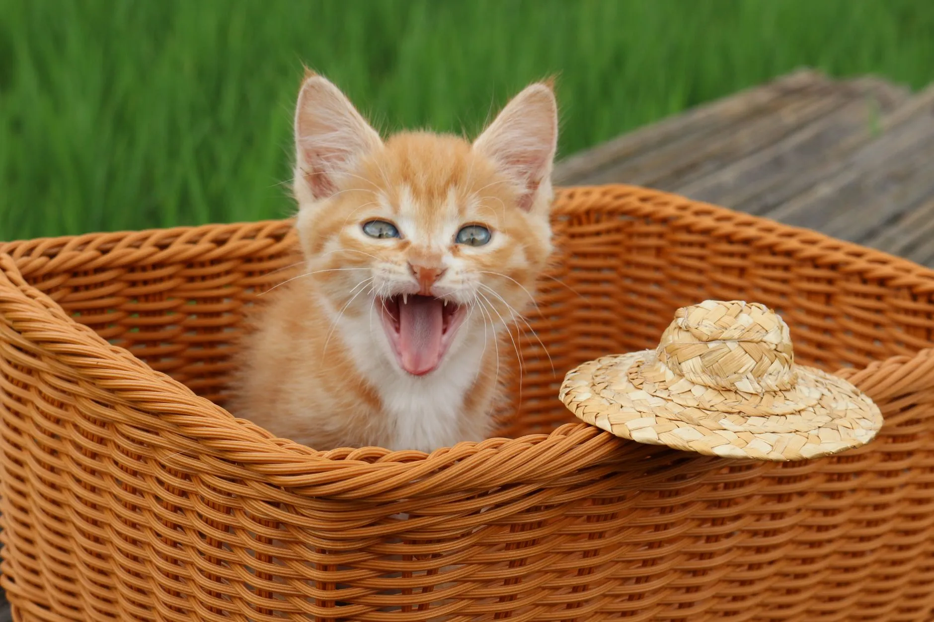 panier en osier pour chat