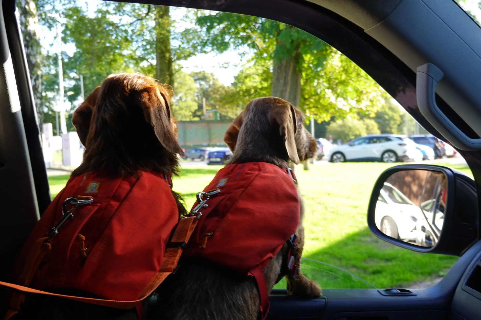 voyage en voiture avec chien