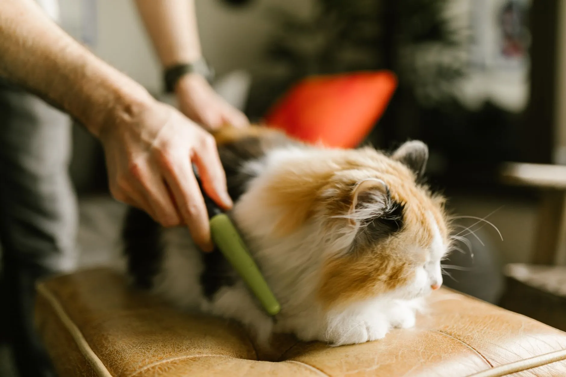 brosse de toilettage pour chat