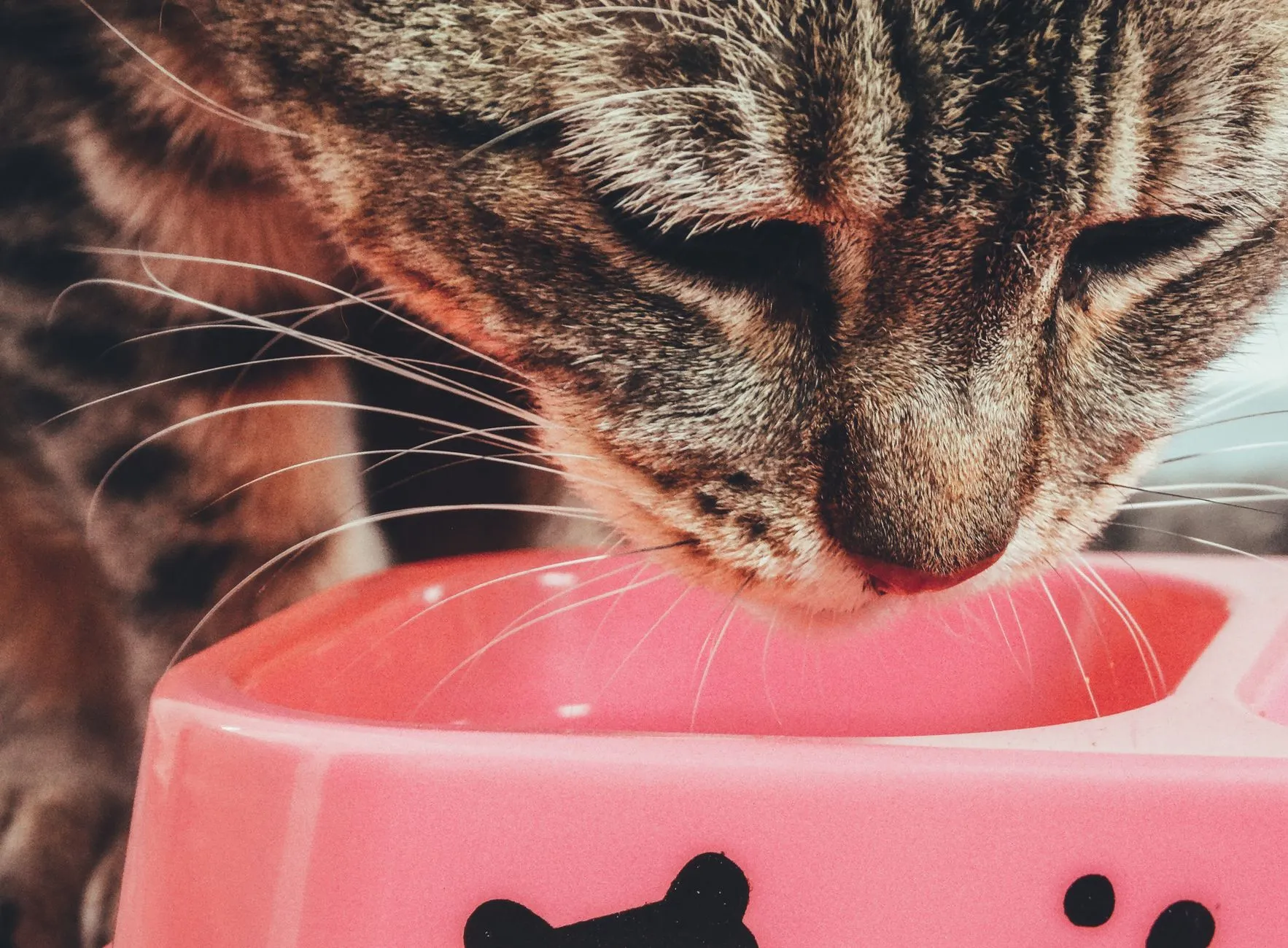 chat mangeant dans un bol