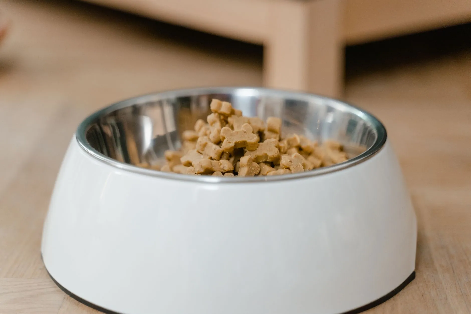 bol de nourriture pour chien