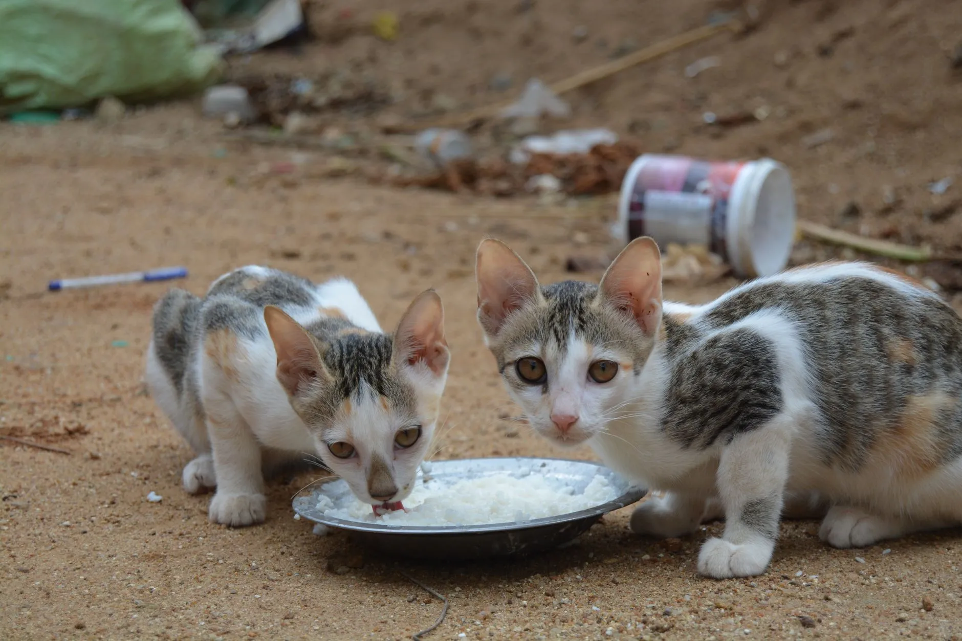 gamelle de chat sale