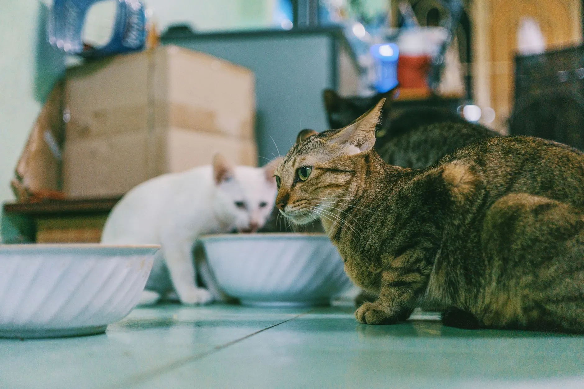 gamelle surélevée pour chat
