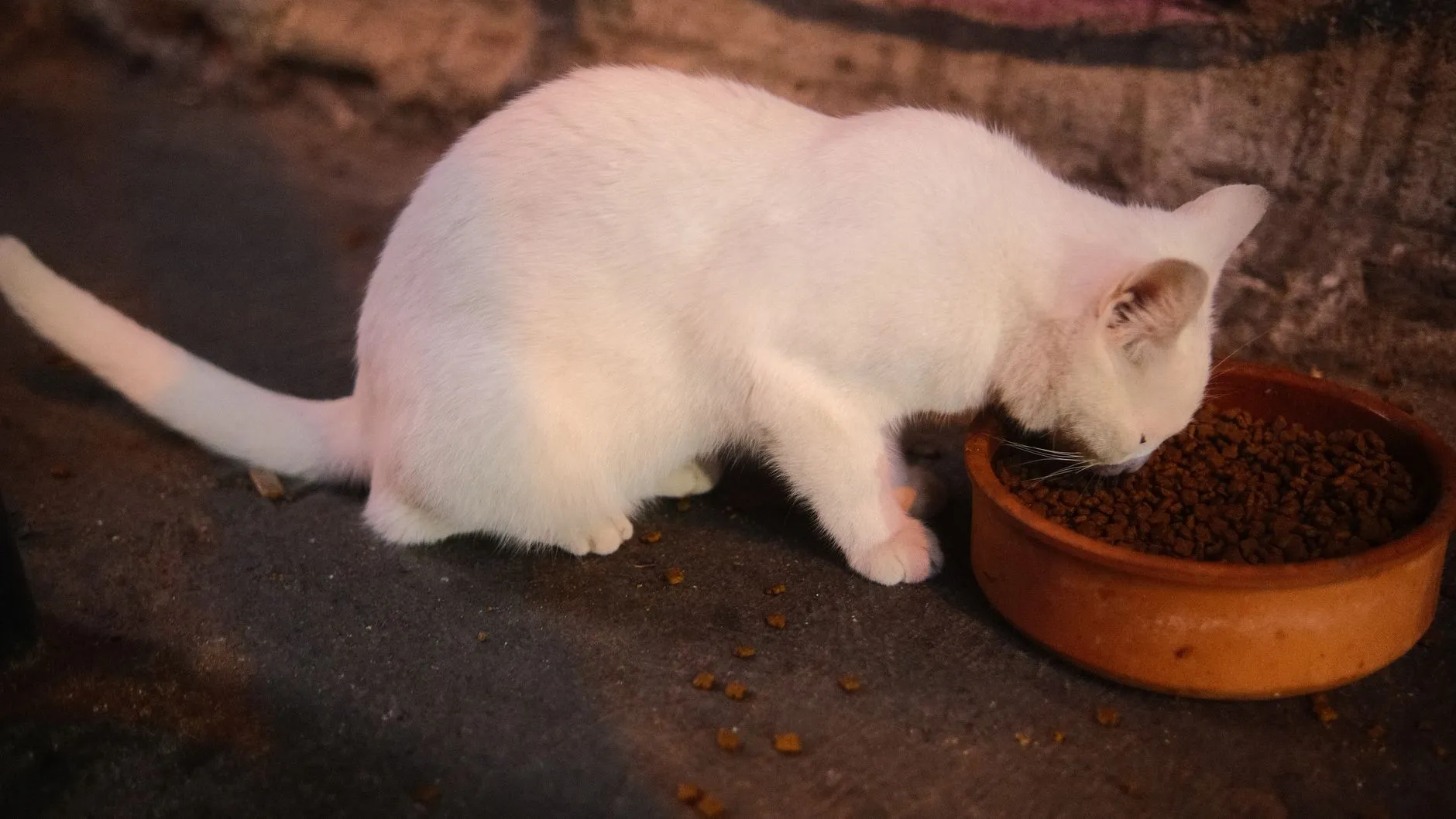 chat mangeant dans un bol