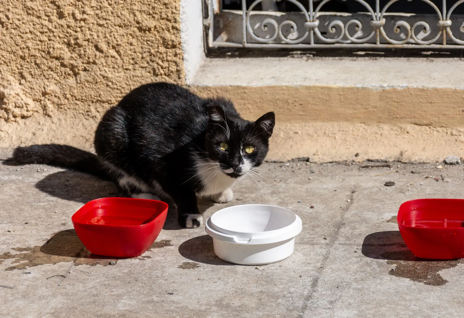 double gamelle pour chat