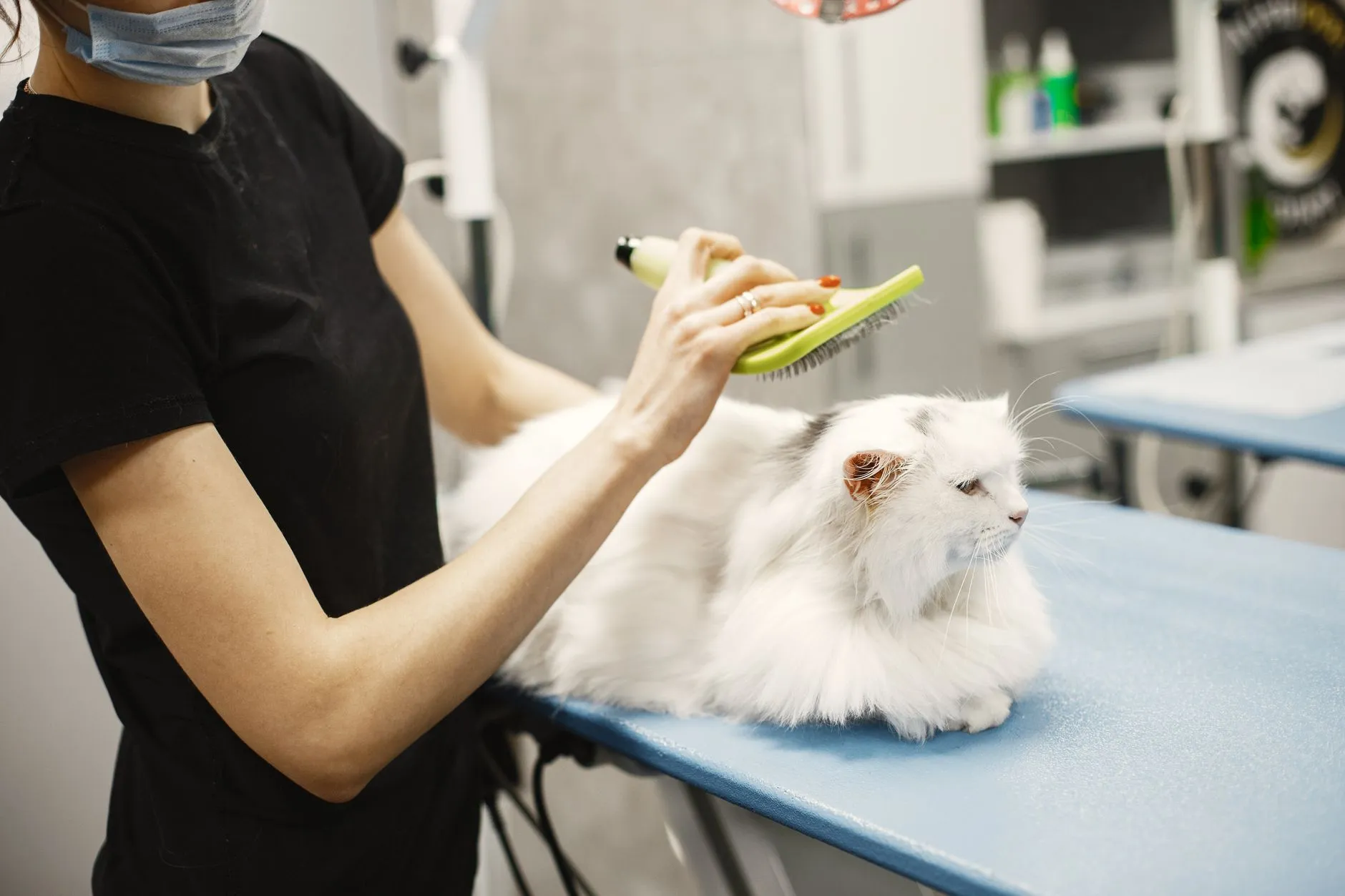 brosse de toilettage pour chat
