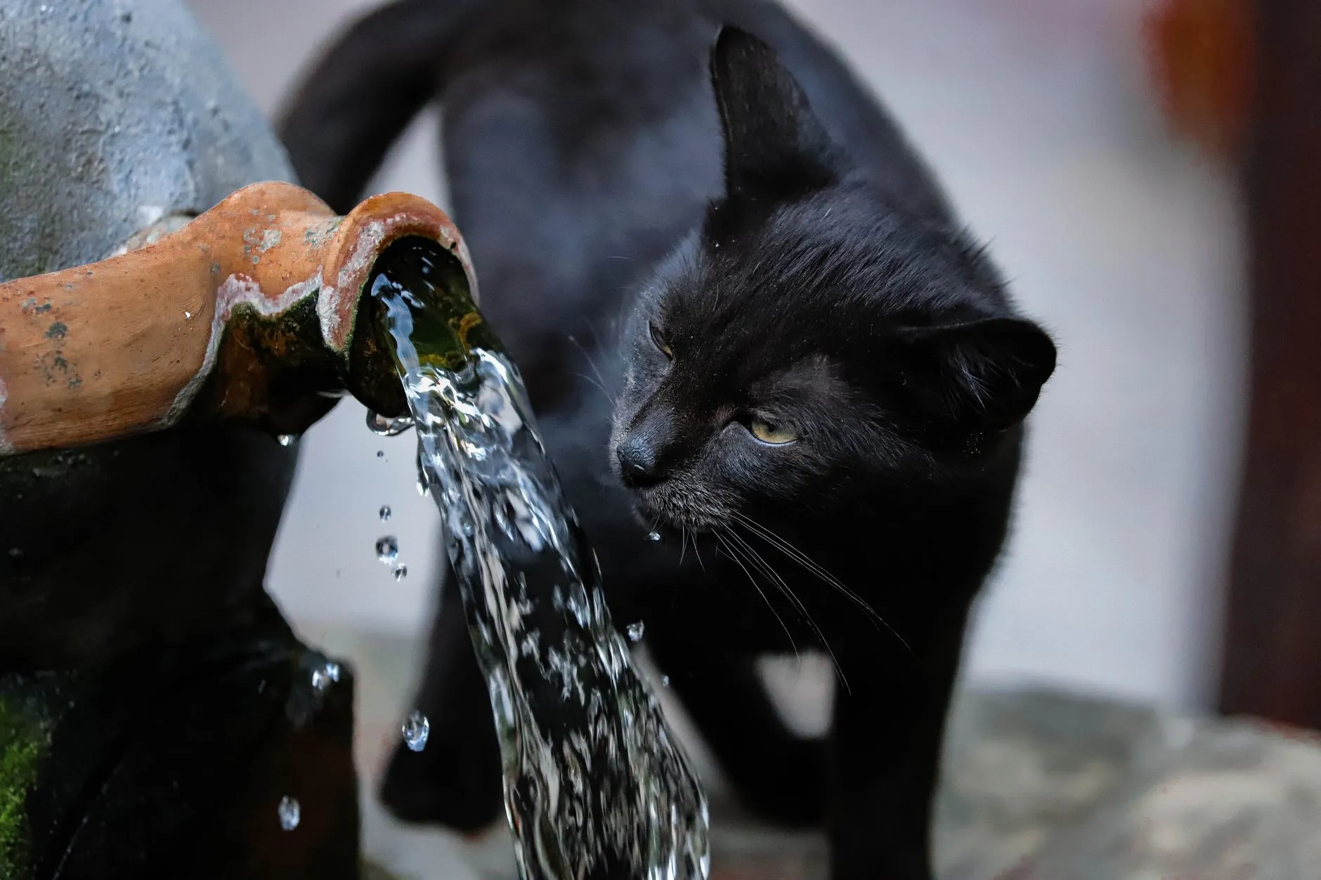 chat buvant à la fontaine