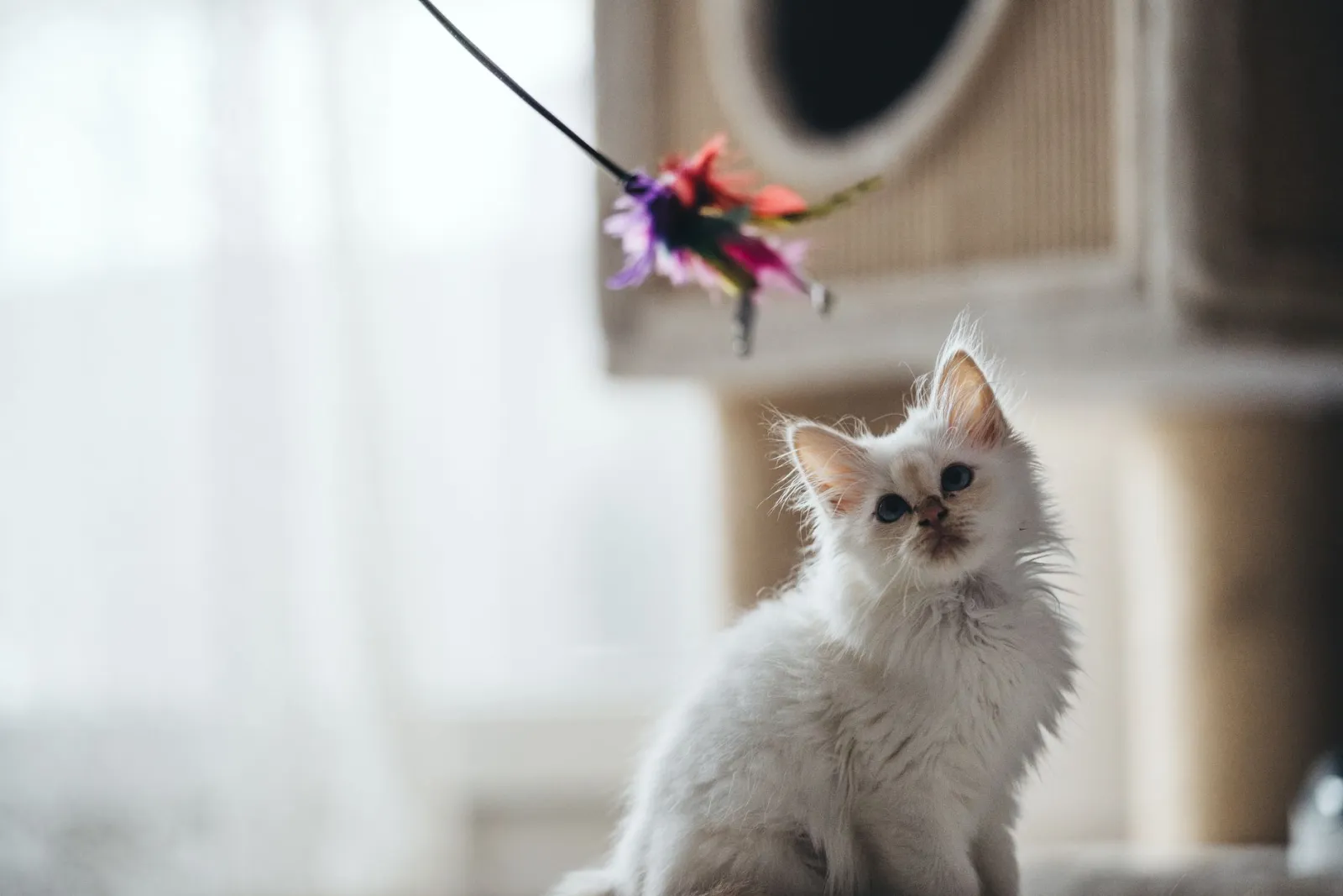 chat jouant avec un jouet