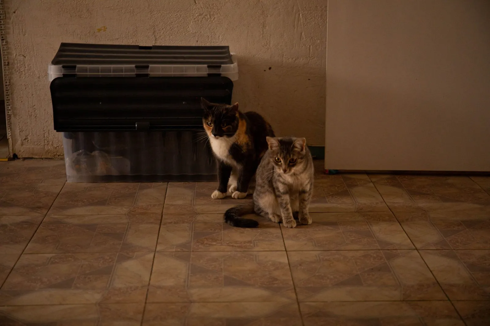 deux chats à la maison
