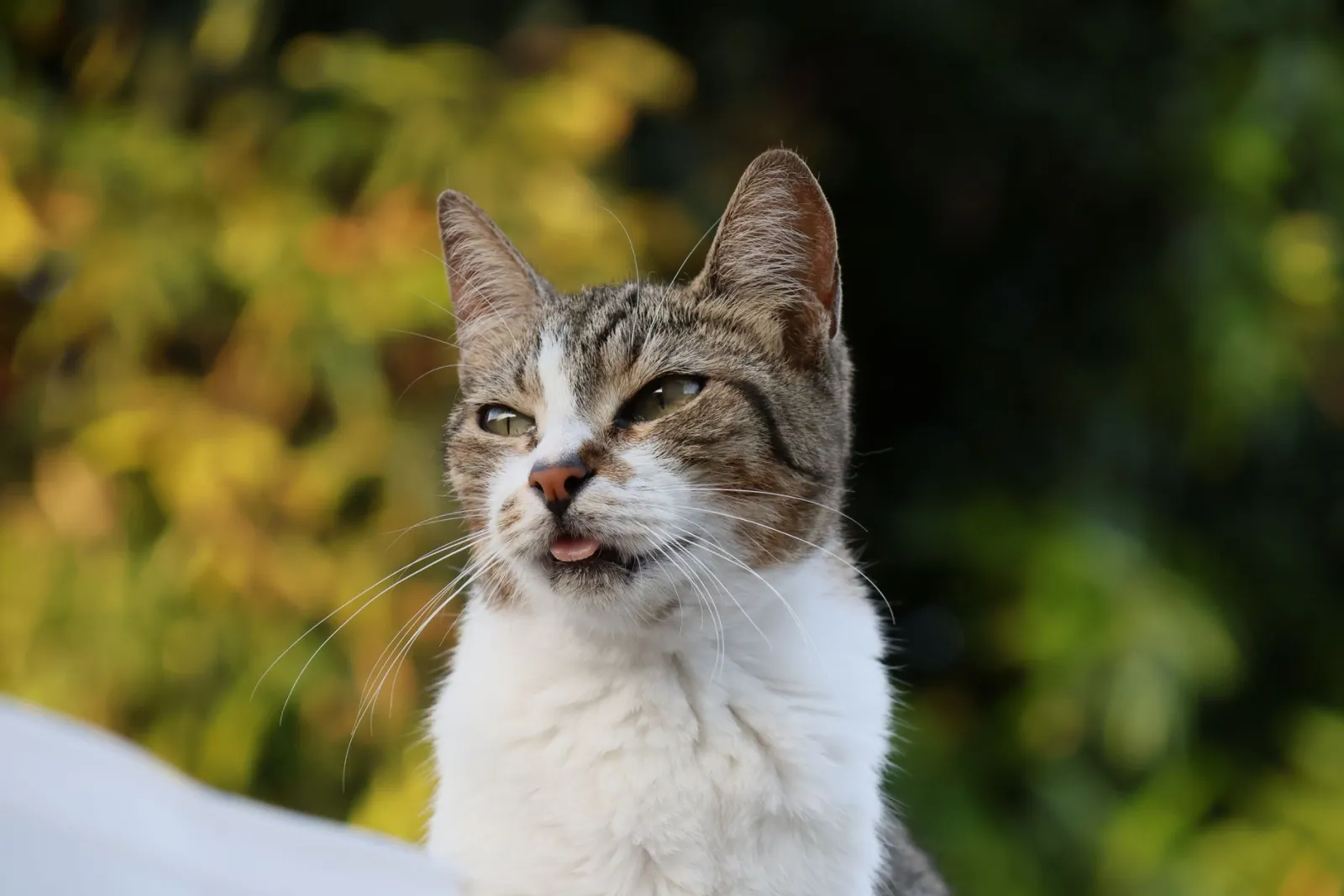 portrait de chat heureux