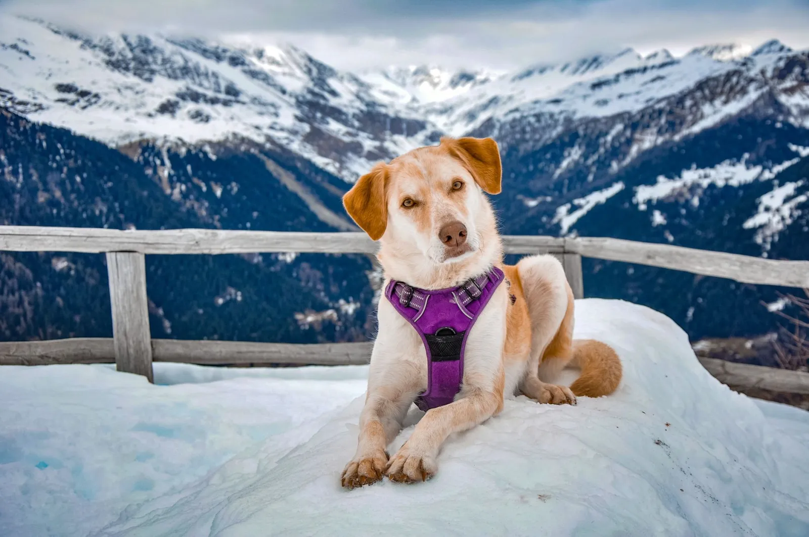 chien portant un harnais