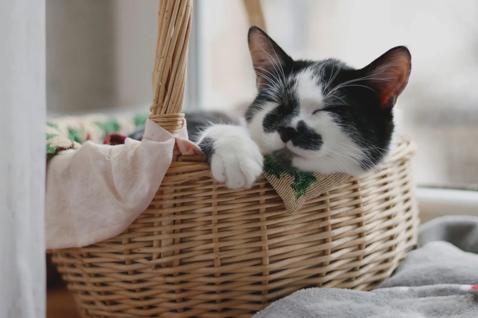 chat dormant dans un panier