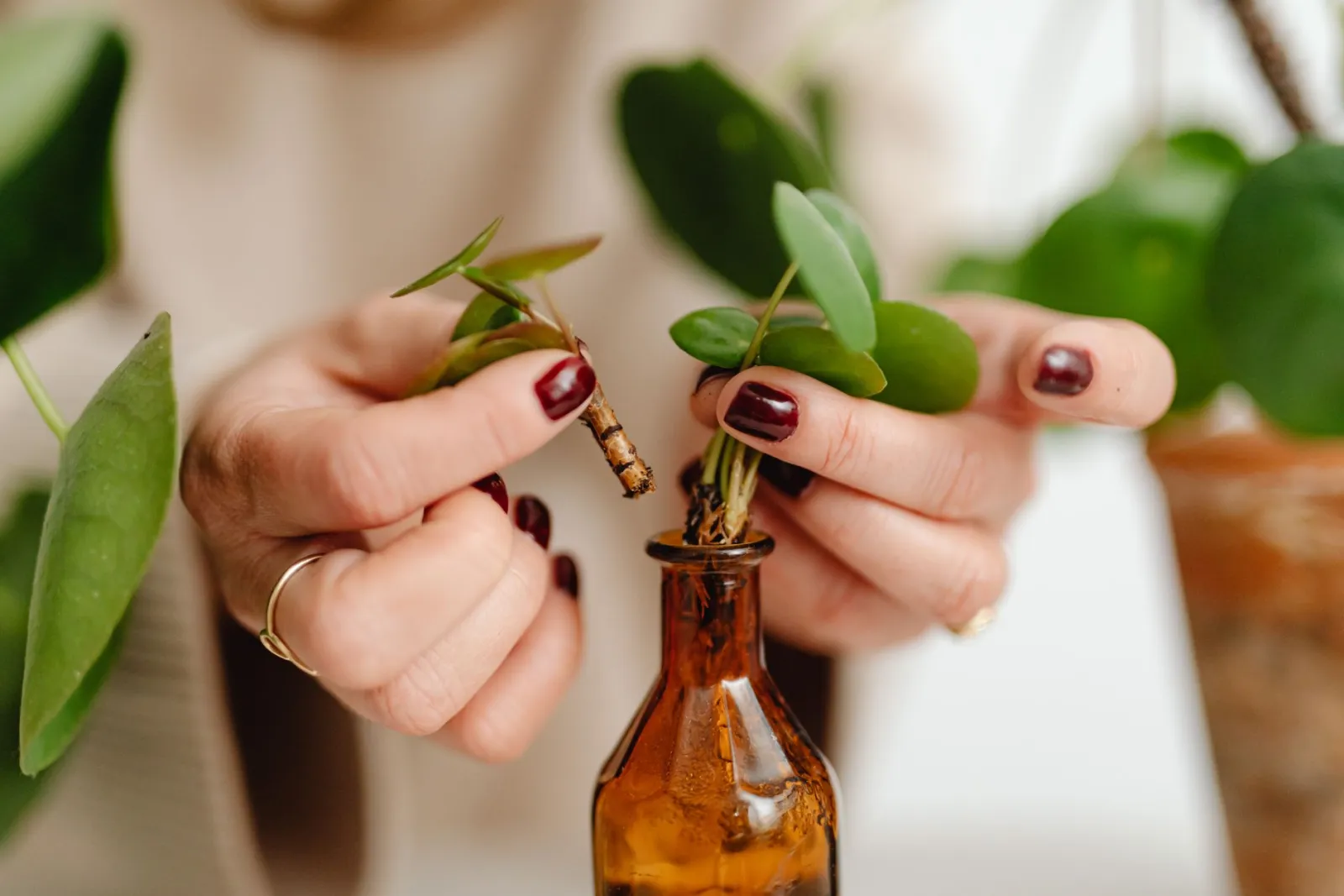 boutures de multiplication des plantes