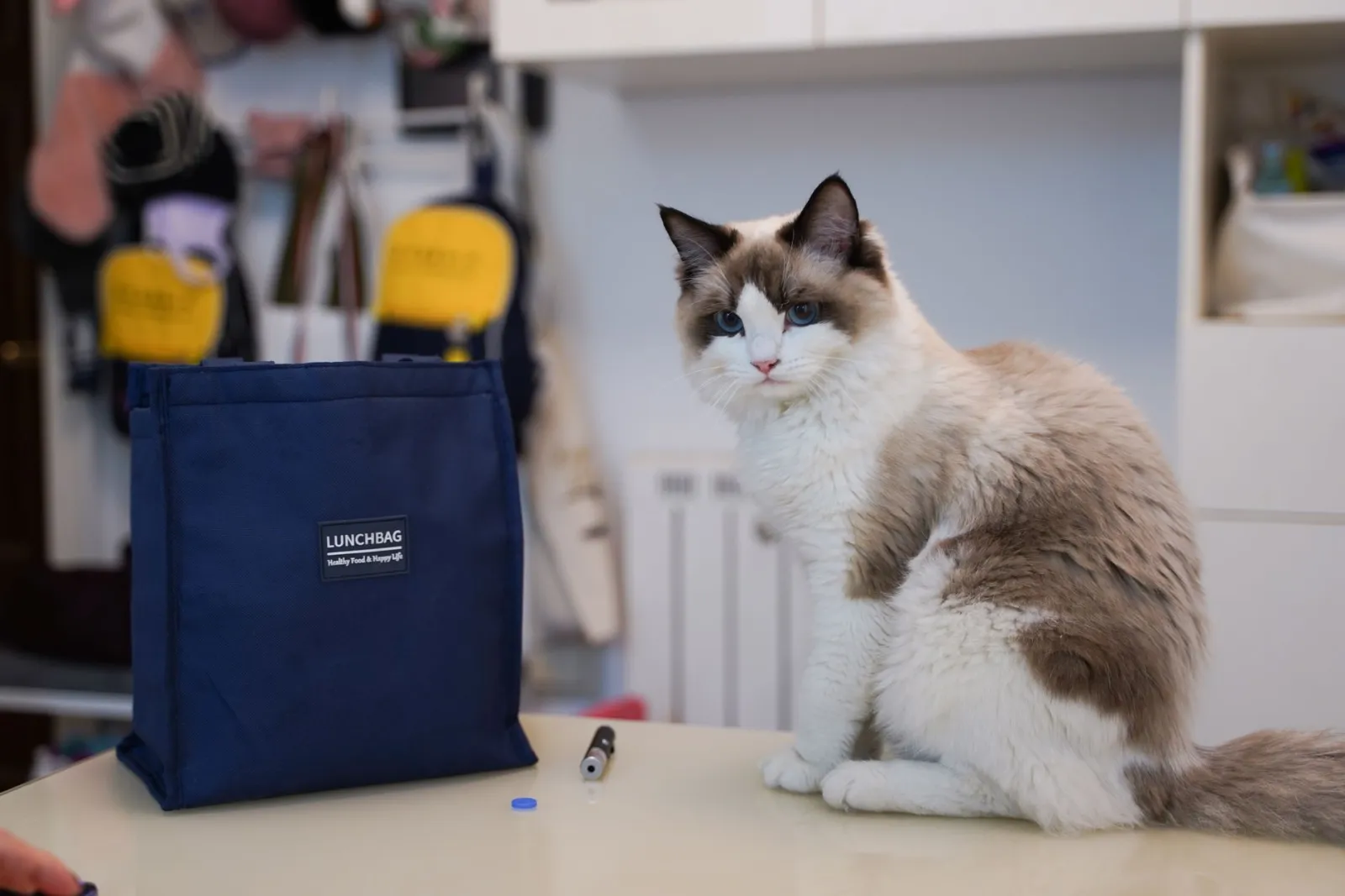 sac de transport pour chat