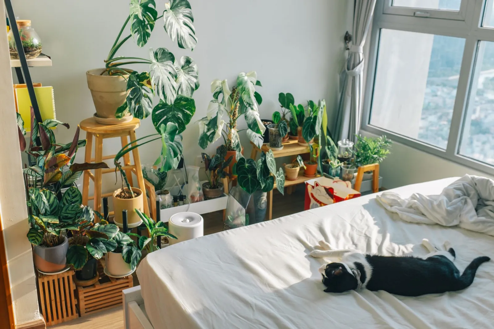 plantes de chambre
