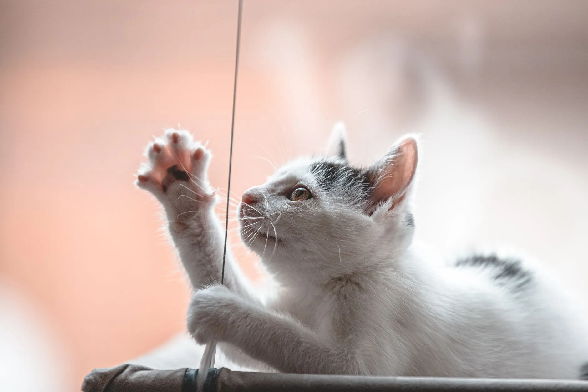 chat jouant avec une ficelle
