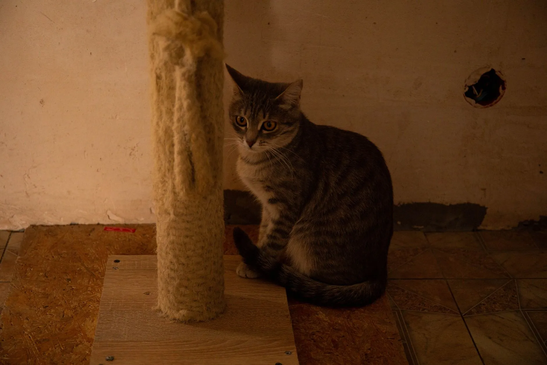 arbre à chat