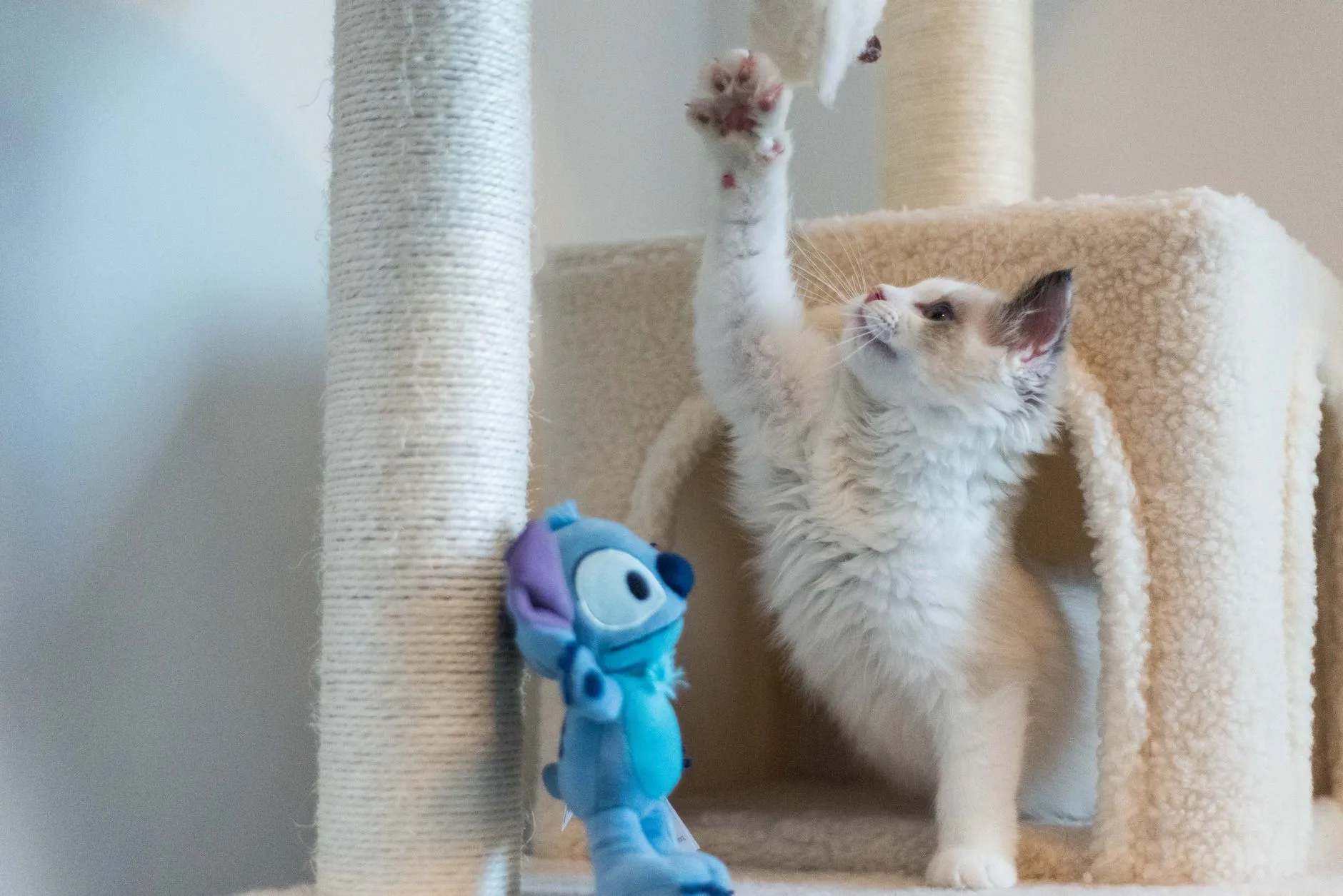 chaton griffant un poteau