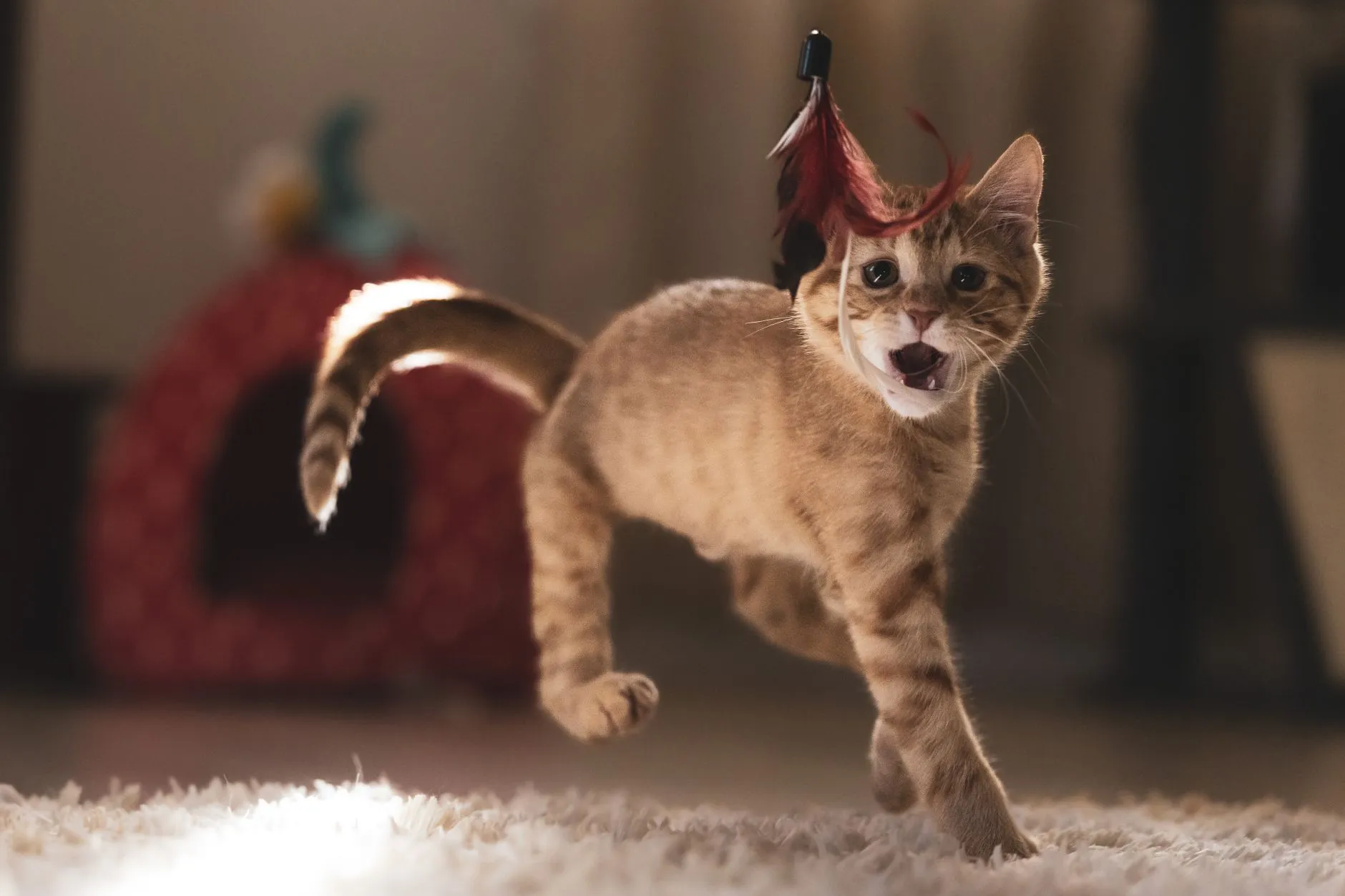 chat jouant avec un plumeau