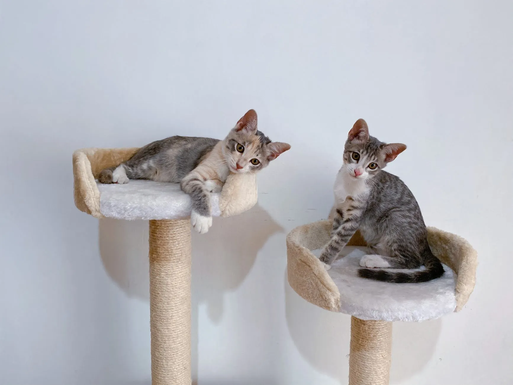 arbre à chat
