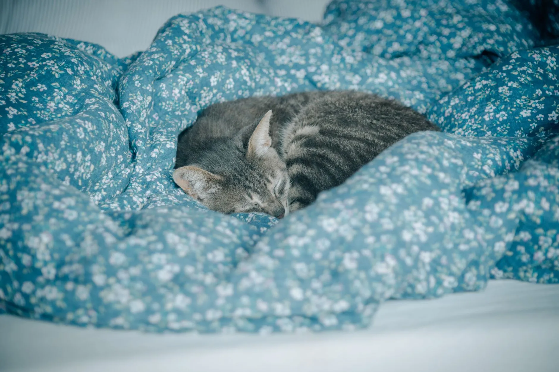 chat dormant dans un lit douillet