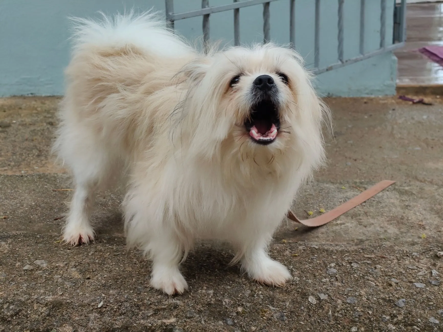 comportement d'aboiement du chien