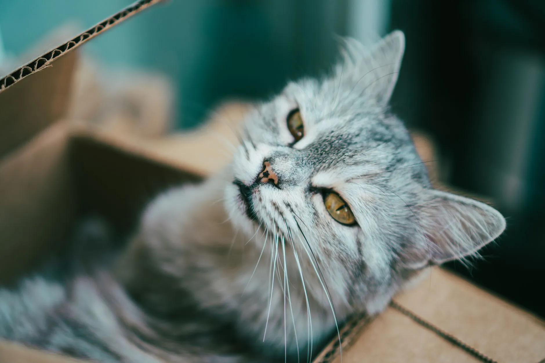 litière pour chat