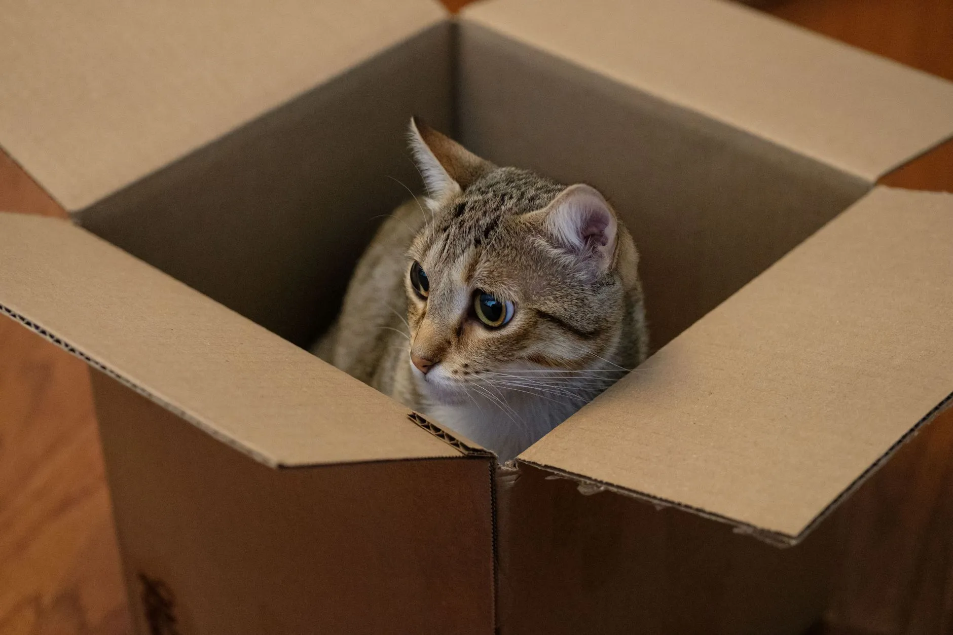 litière pour chat