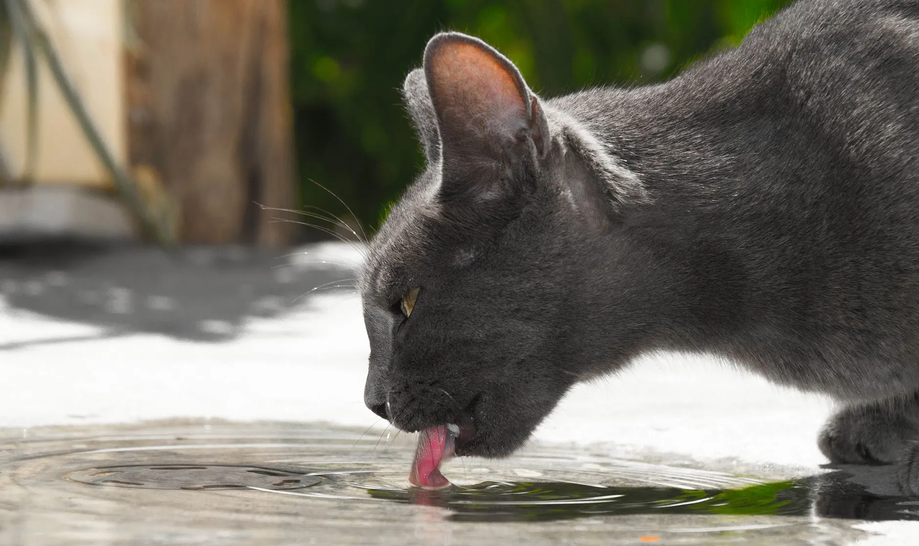 chat buvant à la fontaine