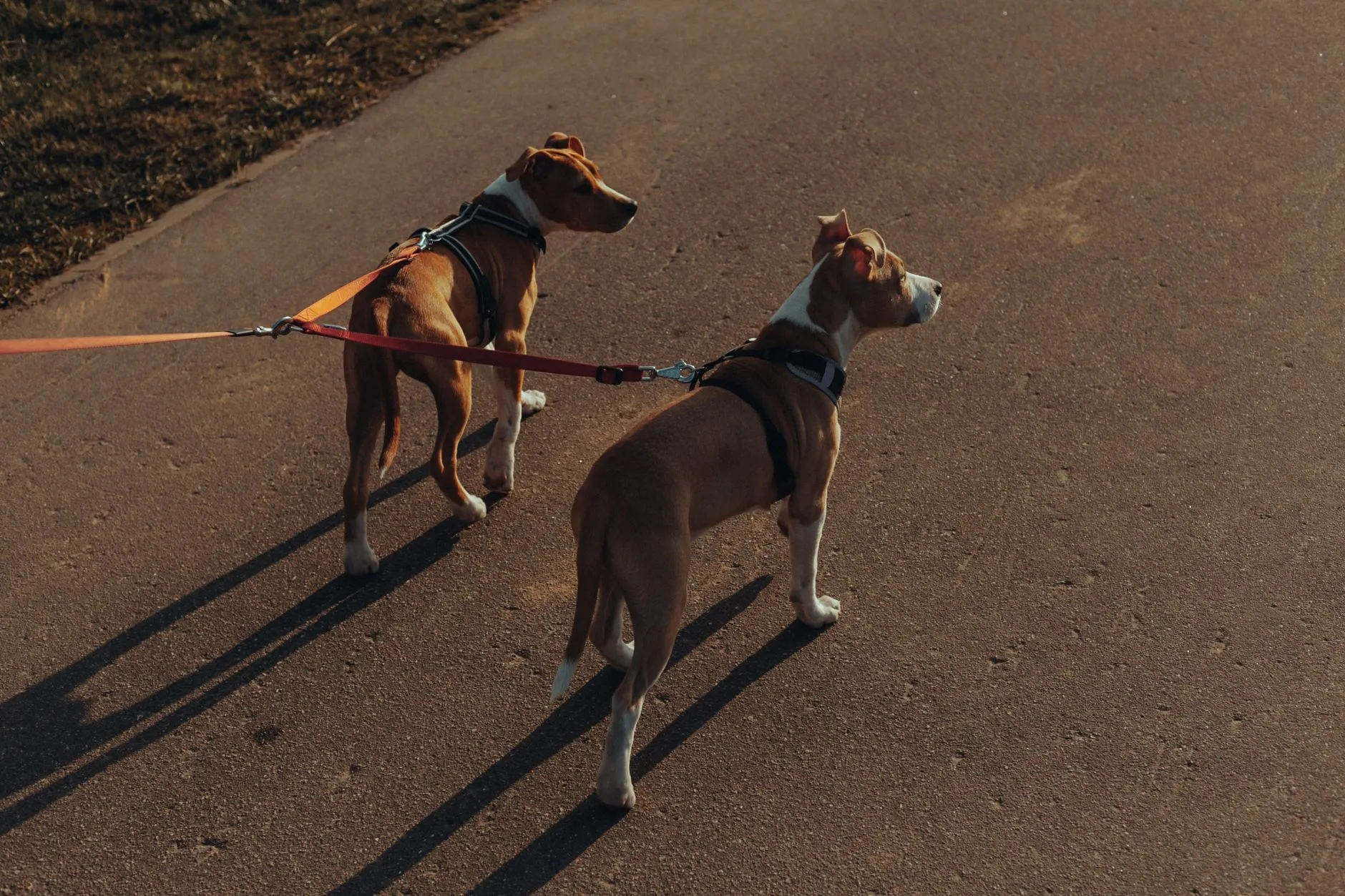 chien tirant sa laisse