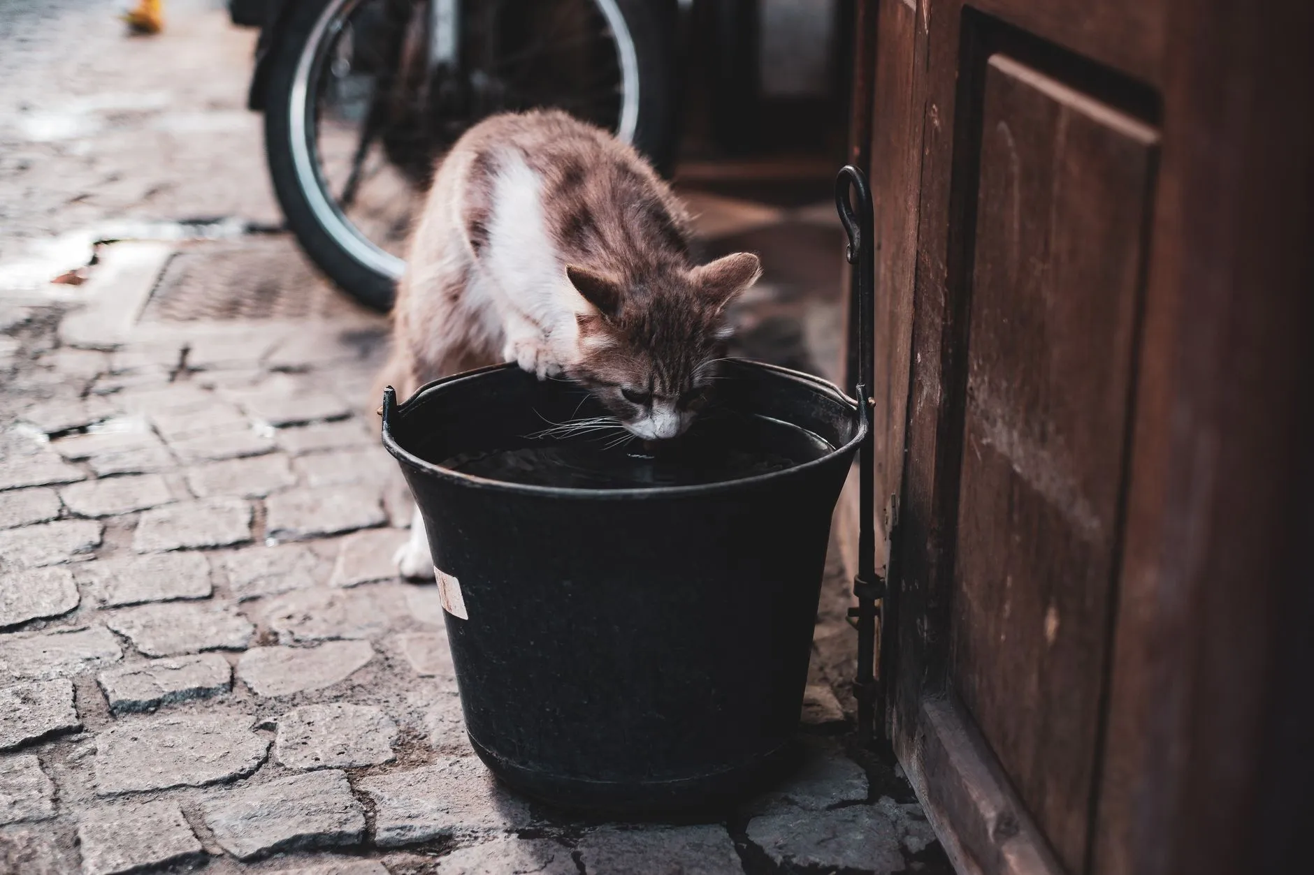 chat buvant à la fontaine