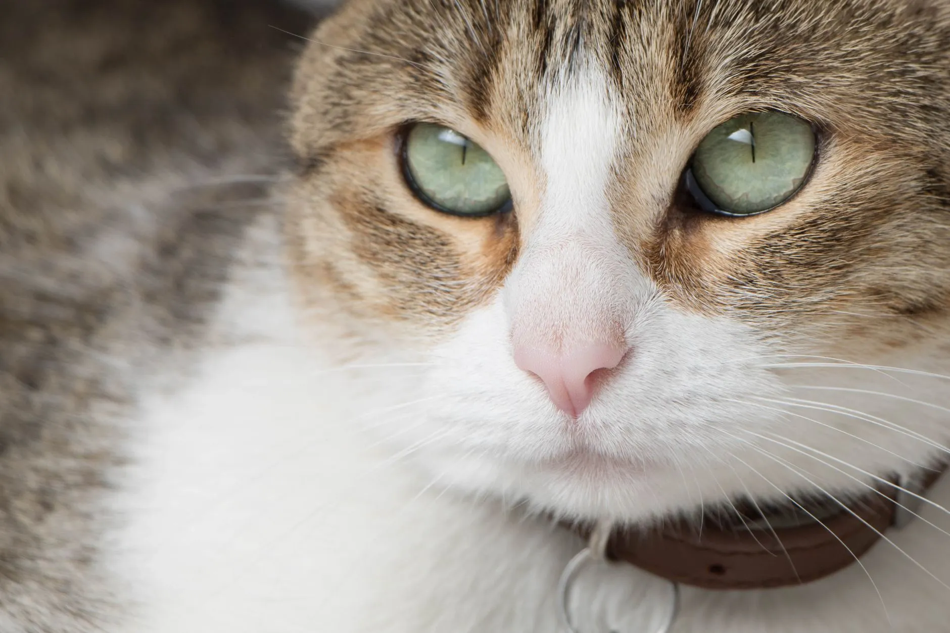 chat avec collier