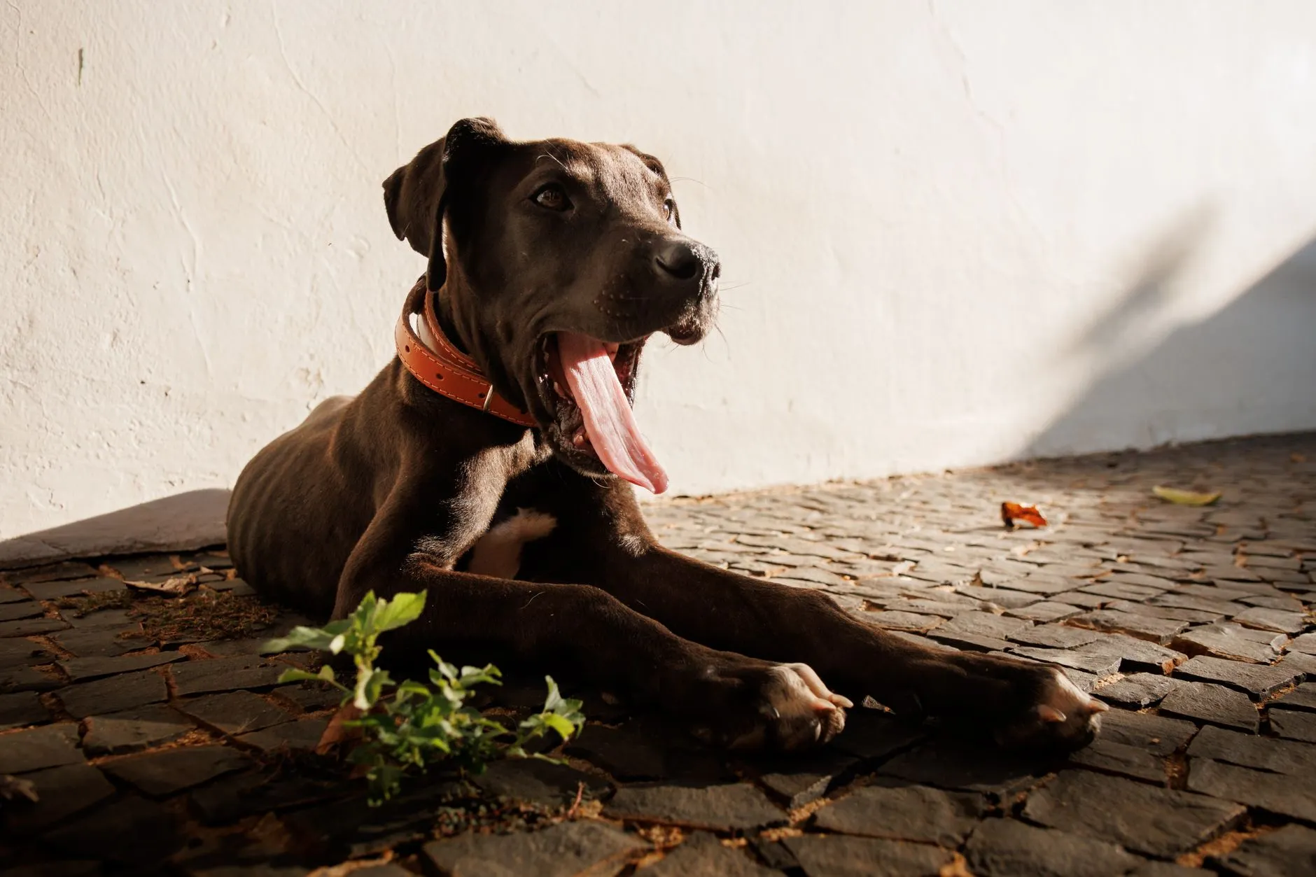collier pour chien en cuir