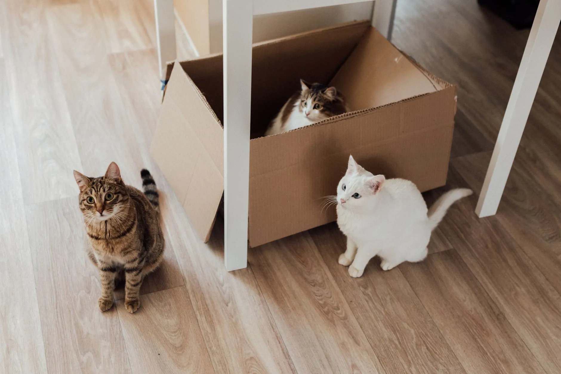 litière pour chat