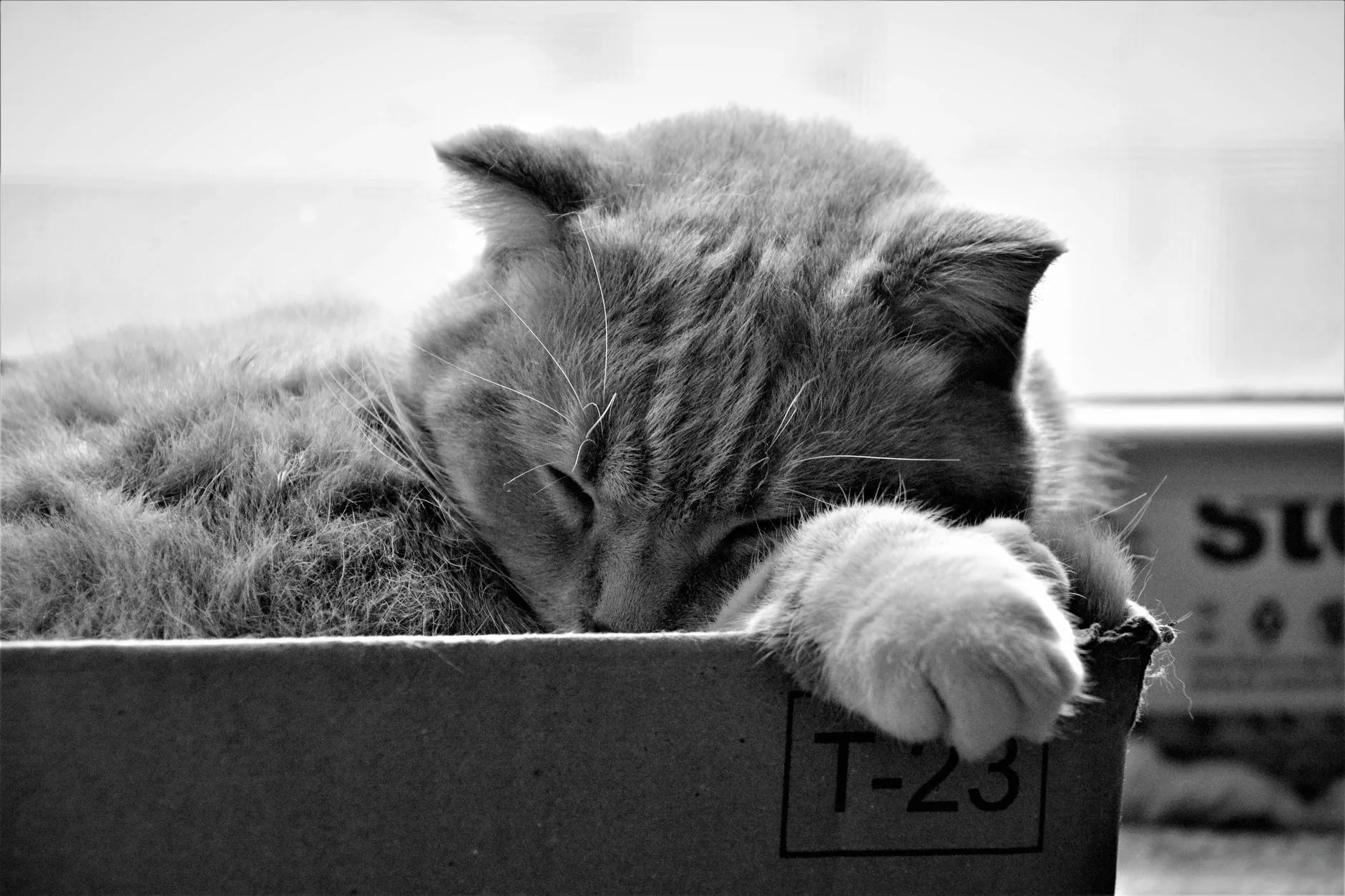 litière pour chat
