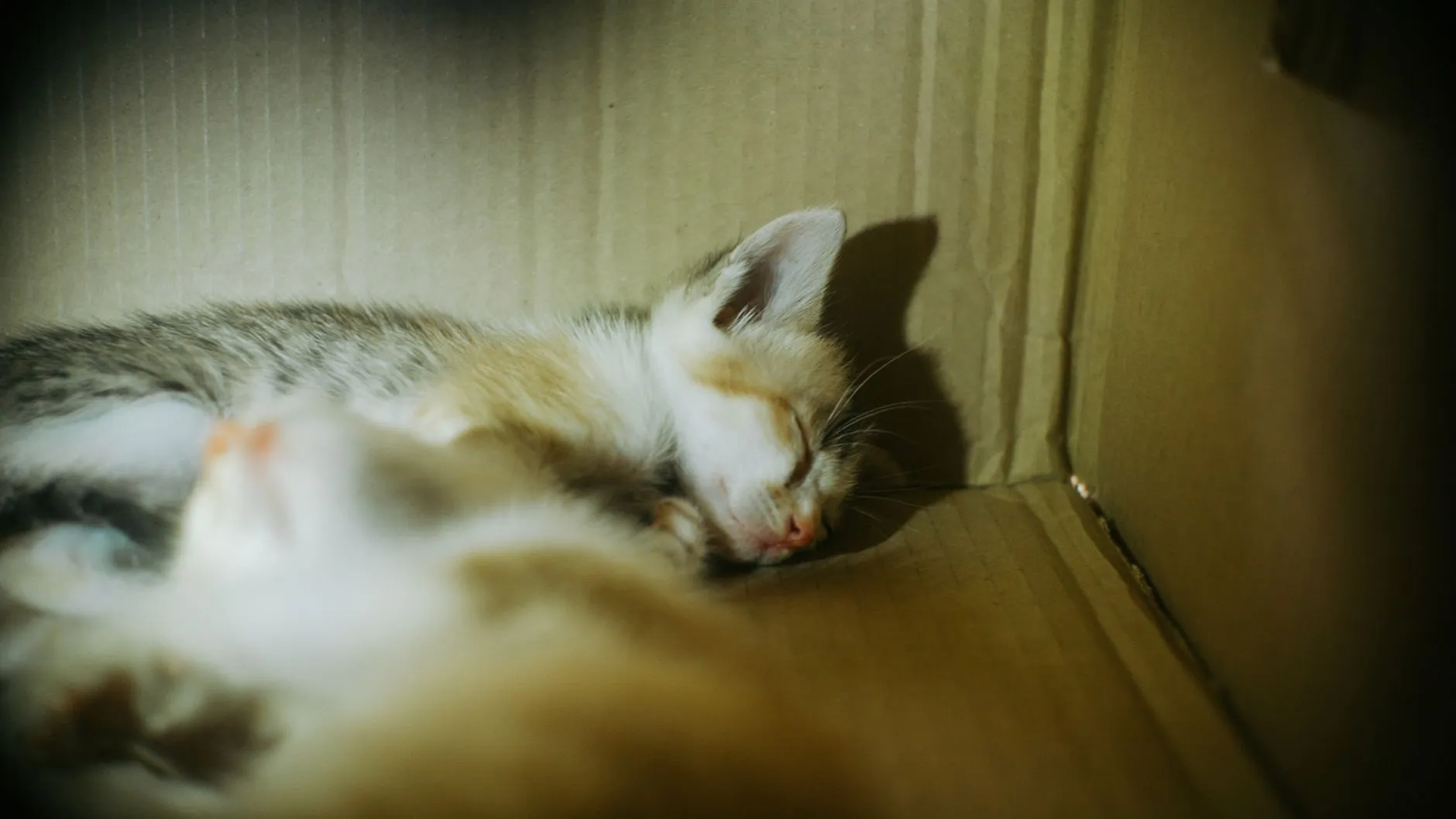 chaton utilisant la litière