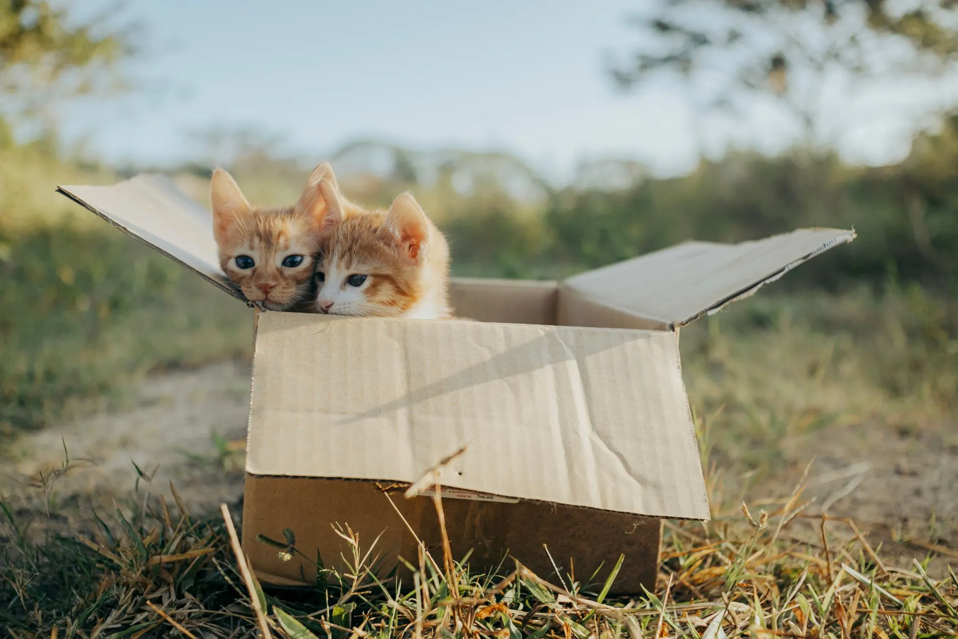 litière pour chat