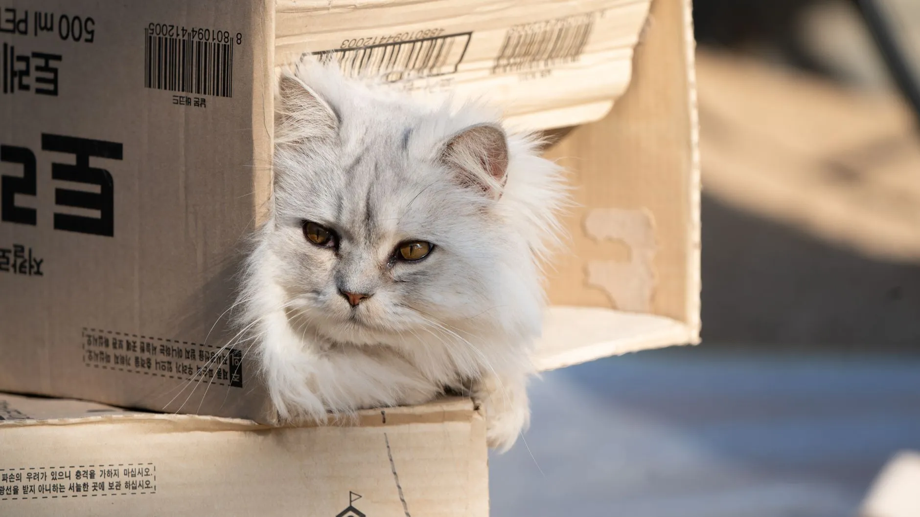 litière pour chat