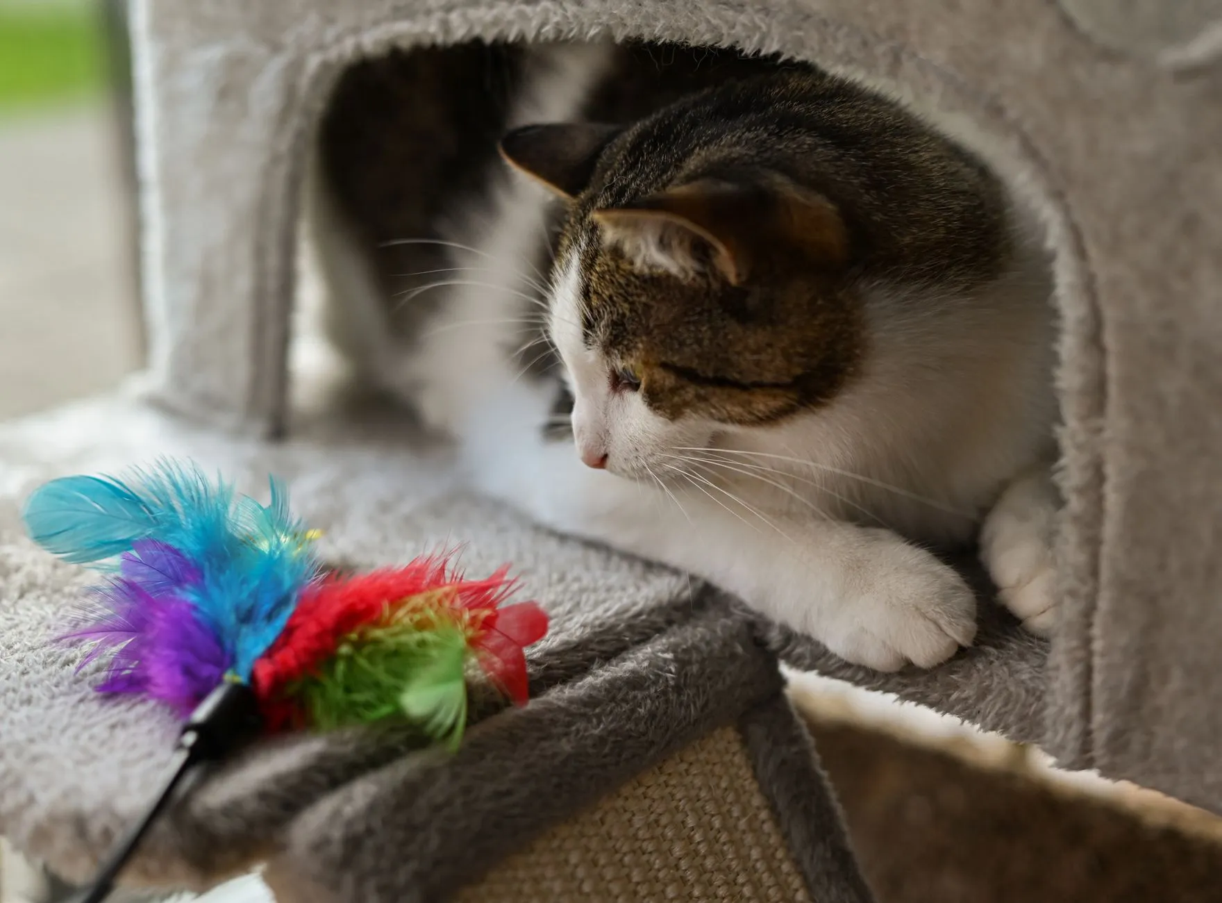 chat jouant avec une plume